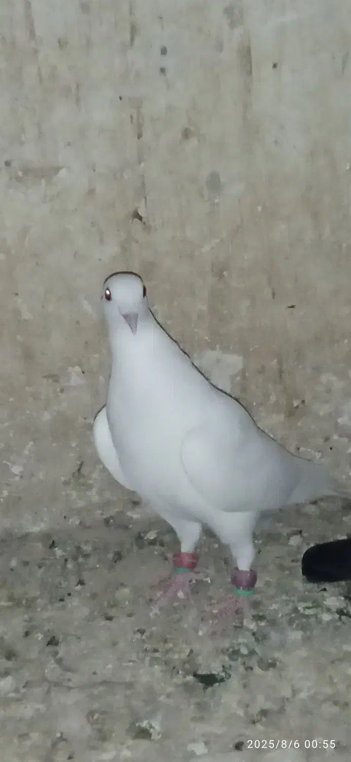 کفتر پرشی وغیره|پرنده|شیروان (خراسان), |دیوار