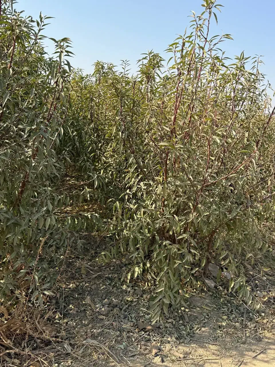 نهال بادام دیررس باغی|خدمات باغبانی و درختکاری|فریدونشهر, |دیوار