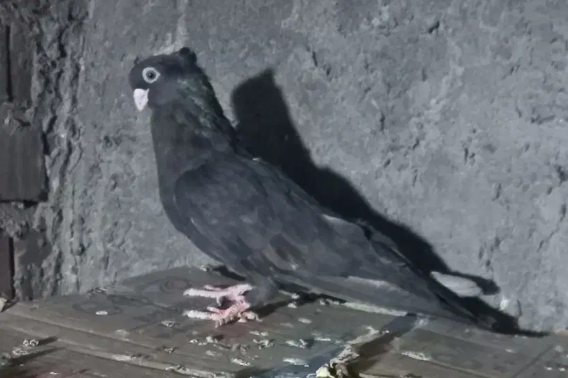 کبوترصرب ماده فروشی|پرنده|جیرفت, |دیوار