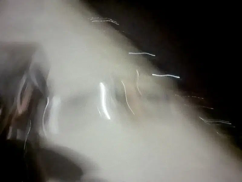 سگ پاپی پیدا شده|حیوانات|اصفهان, جلفا|دیوار