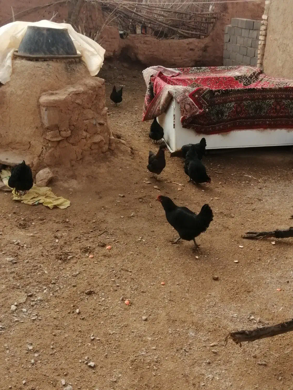 مرغ محلی|حیوانات مزرعه|اسفراین, |دیوار