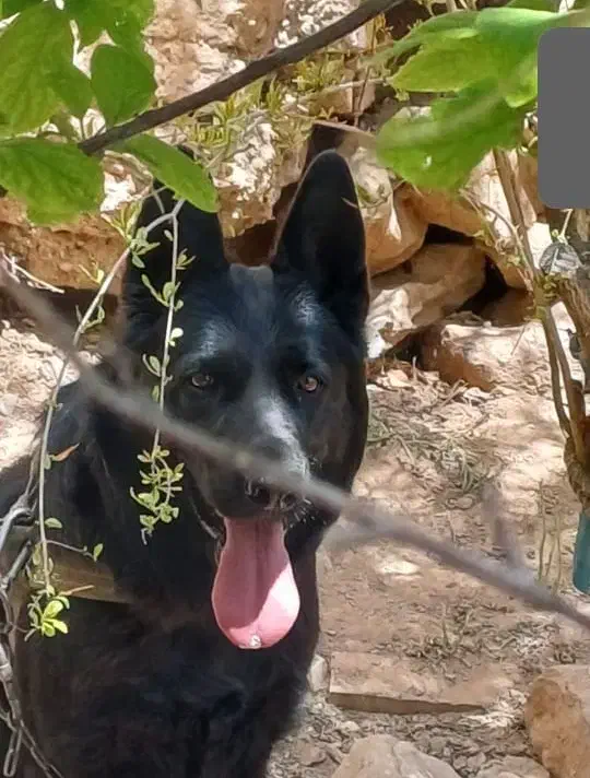 واگذاری ماده ژرمن اصل|سگ|فردیس, منظریه|دیوار