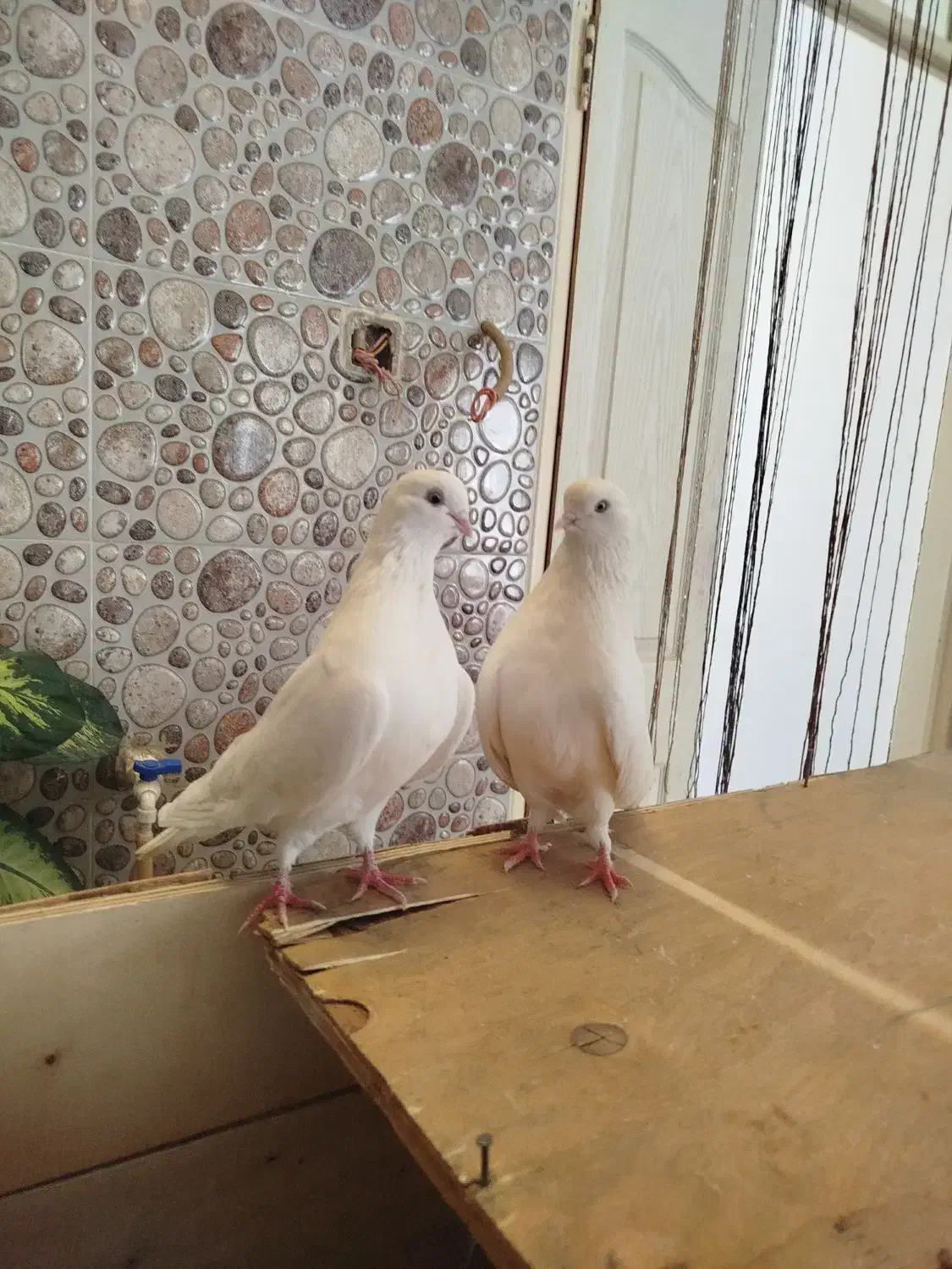 تهرانی نوک ریز|پرنده|شیروان (لرستان), |دیوار