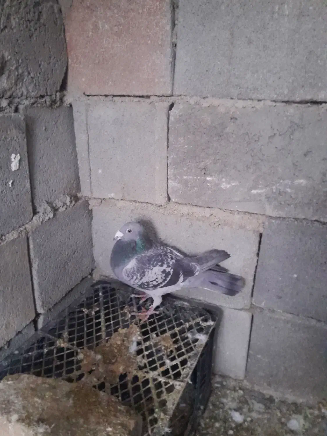 تعداد ۶ تا کبوتر پلاکی|پرنده|حسن آباد, |دیوار