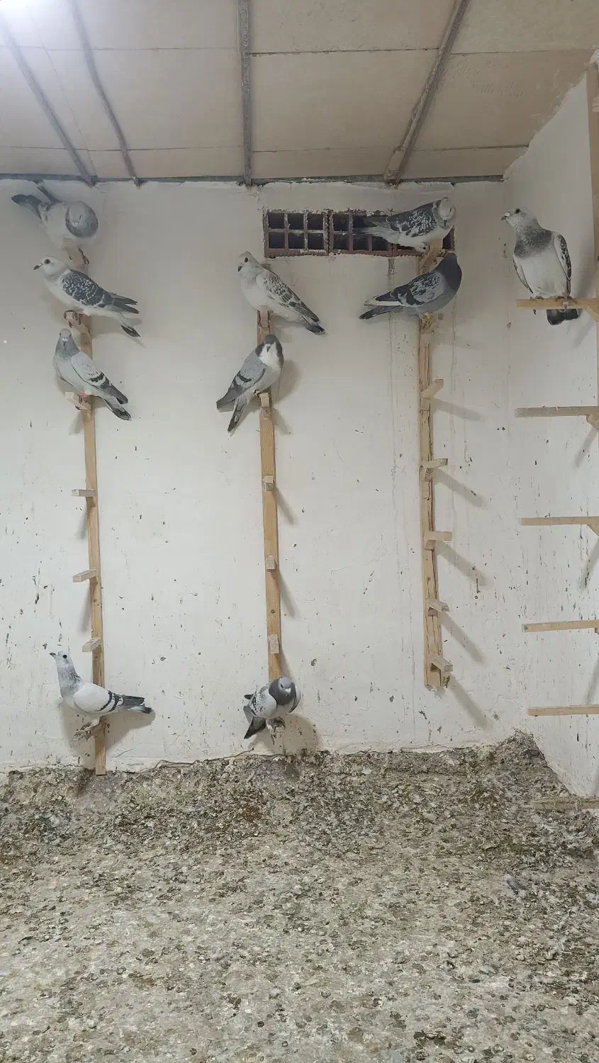 کفتر نر  زدخوردی|پرنده|راور, |دیوار