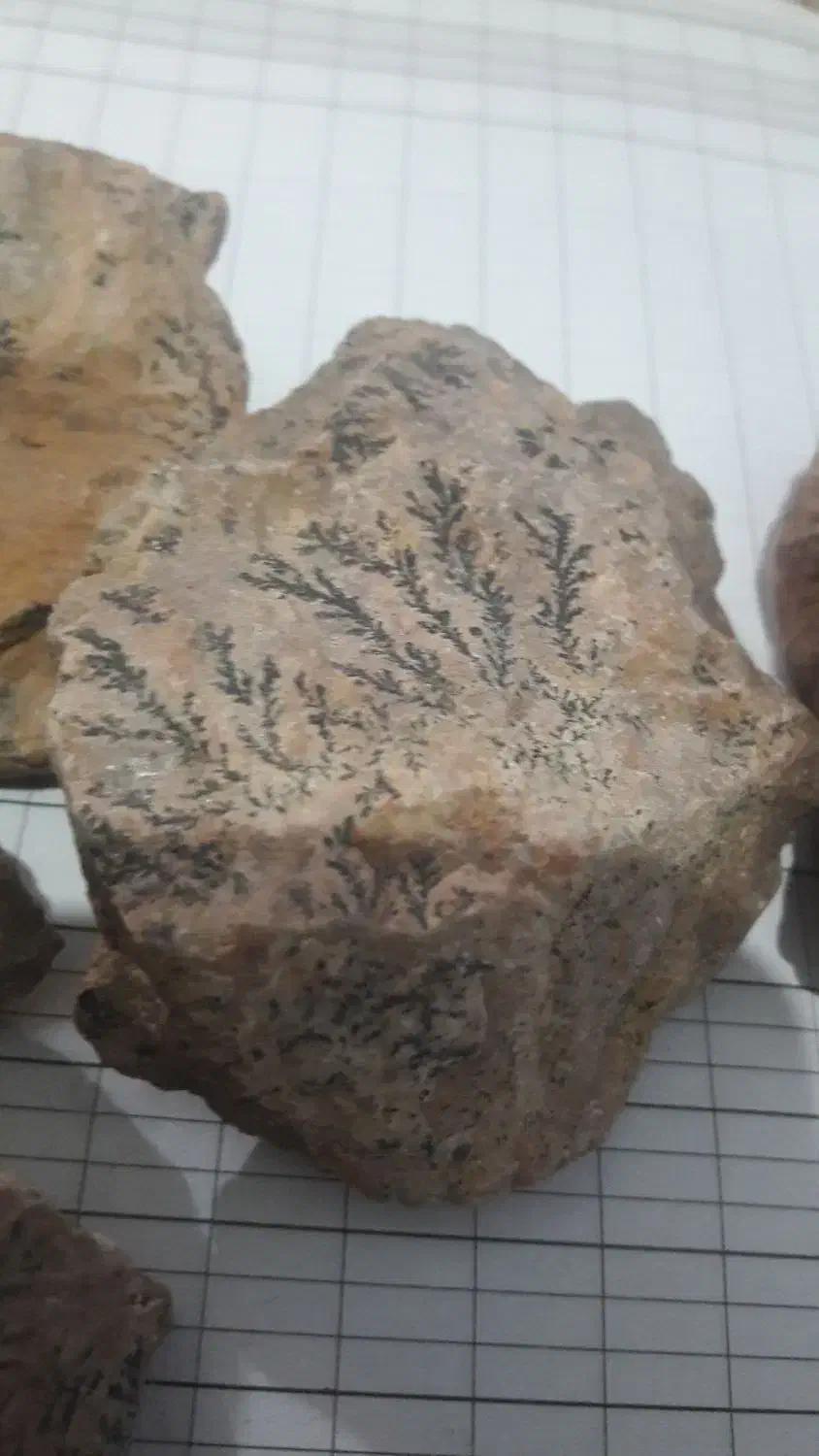 سنگ شجر فسیلی دونه ای ۵۰|کلکسیون اشیاء عتیقه|کرمان, |دیوار