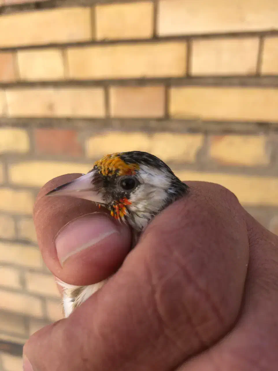 سهره ماده|پرنده|کرمان, |دیوار