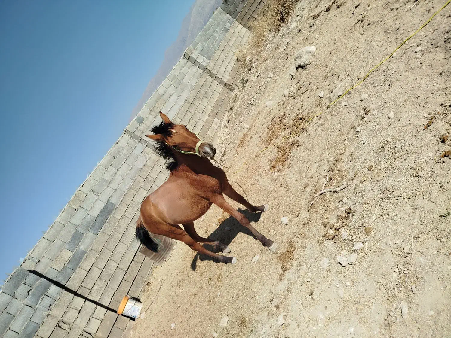 گمشده مادیان اسب|اسب و تجهیزات اسبسواری|یاسوج, |دیوار