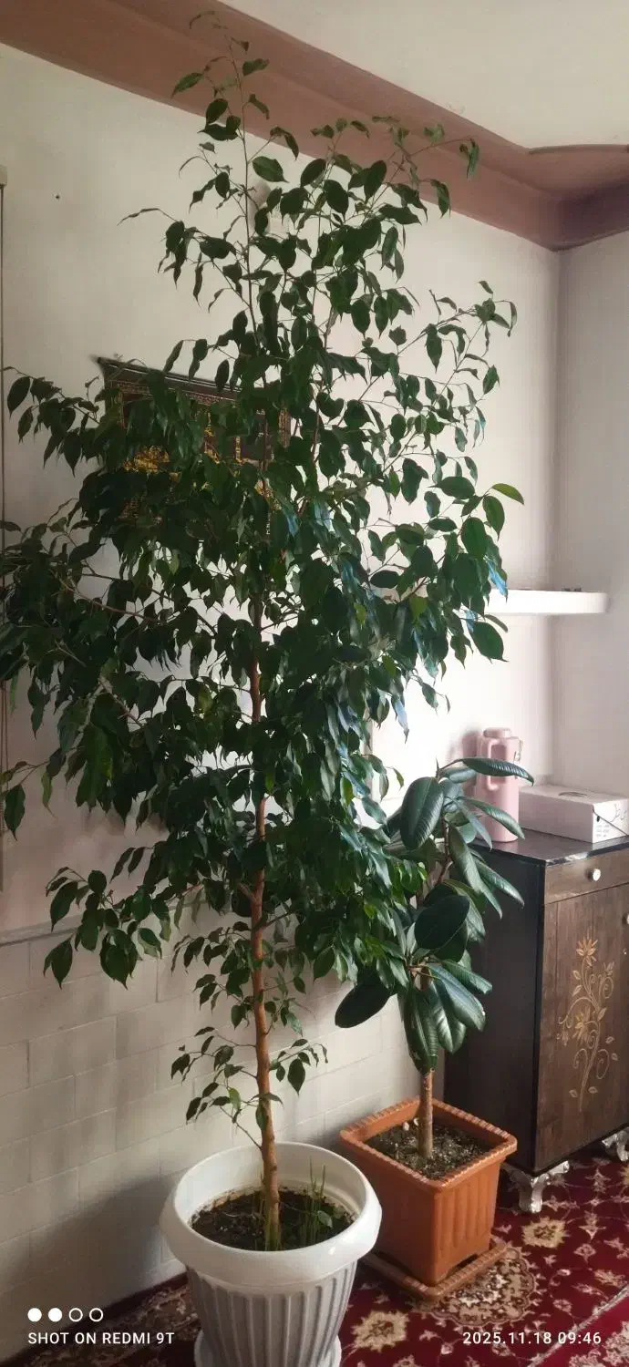 گل و گیاه|گل و گیاه طبیعی|سقز, |دیوار