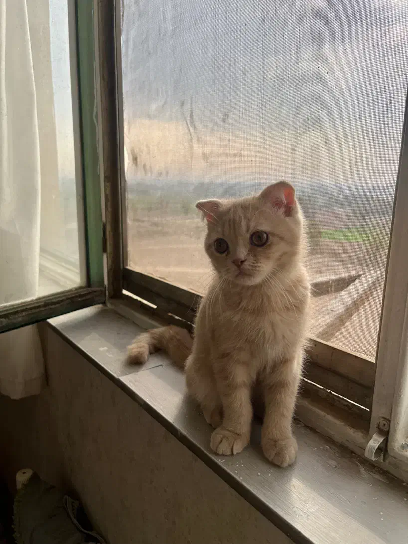 گربه اسگاتیش|گربه|ری, علایین|دیوار