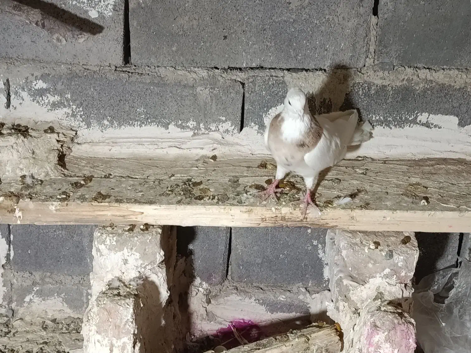 طوقی نامبر|پرنده|لالجین, |دیوار