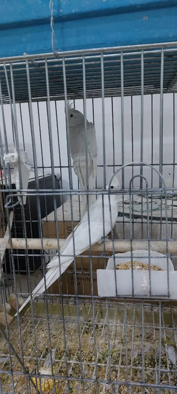 عروس هلندی|پرنده|کاشان, فاز ۲ ناجی آباد|دیوار