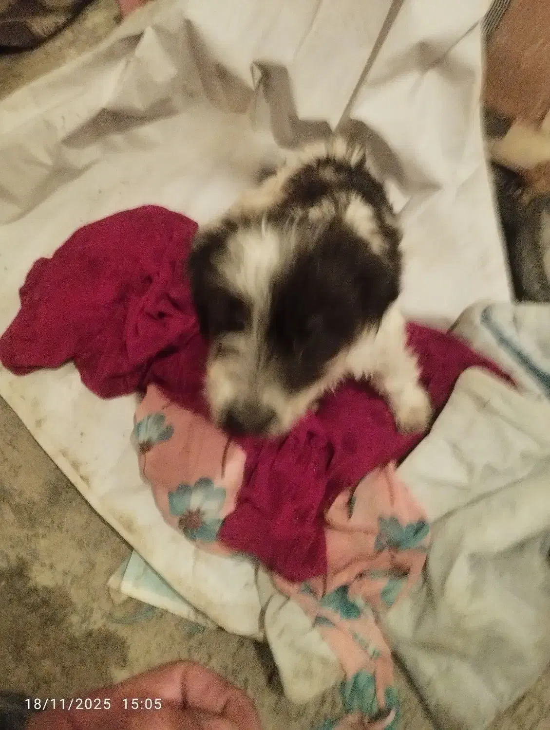 سک خونگیی نژاد دار|سگ|سنندج, |دیوار