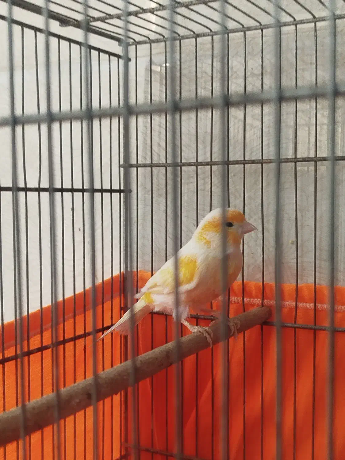 قناری نر پرتقالی|پرنده|پاکدشت, شهرک امام رضا|دیوار