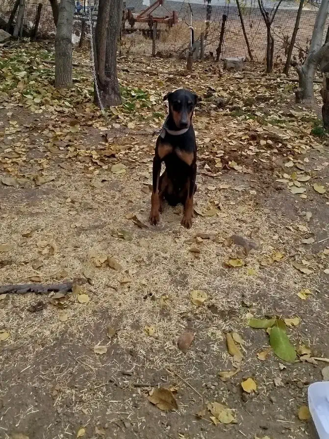 واگذاری سگ دوبرمن|سگ|بیلوار, |دیوار