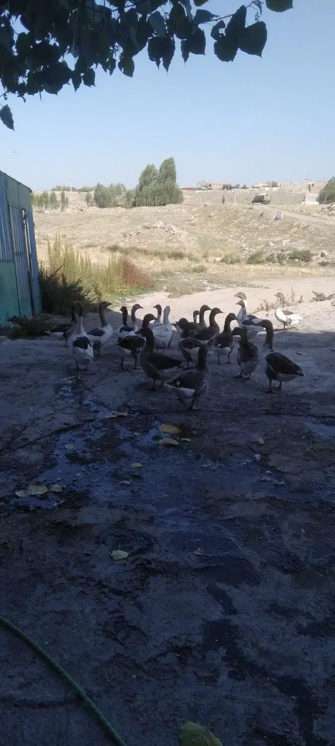 دوعدد غاز نرو ماده چاق|حیوانات مزرعه|مشگین شهر, |دیوار