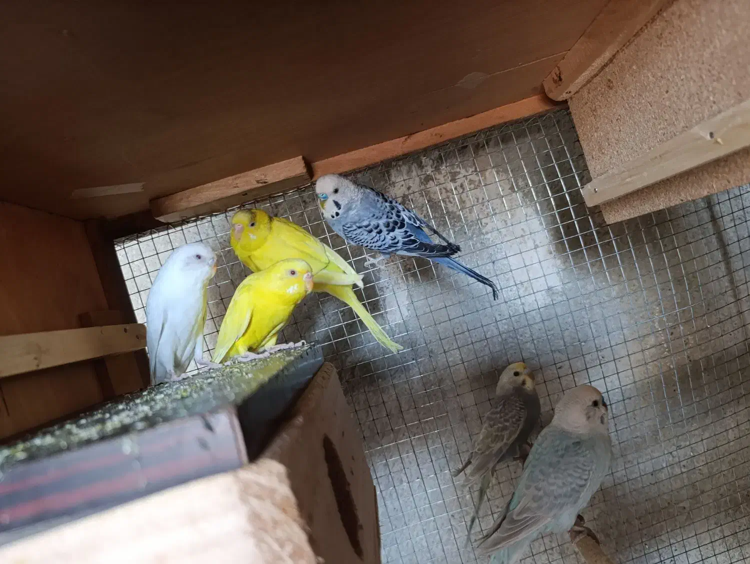 مرغ عشق|پرنده|نیمروز, |دیوار