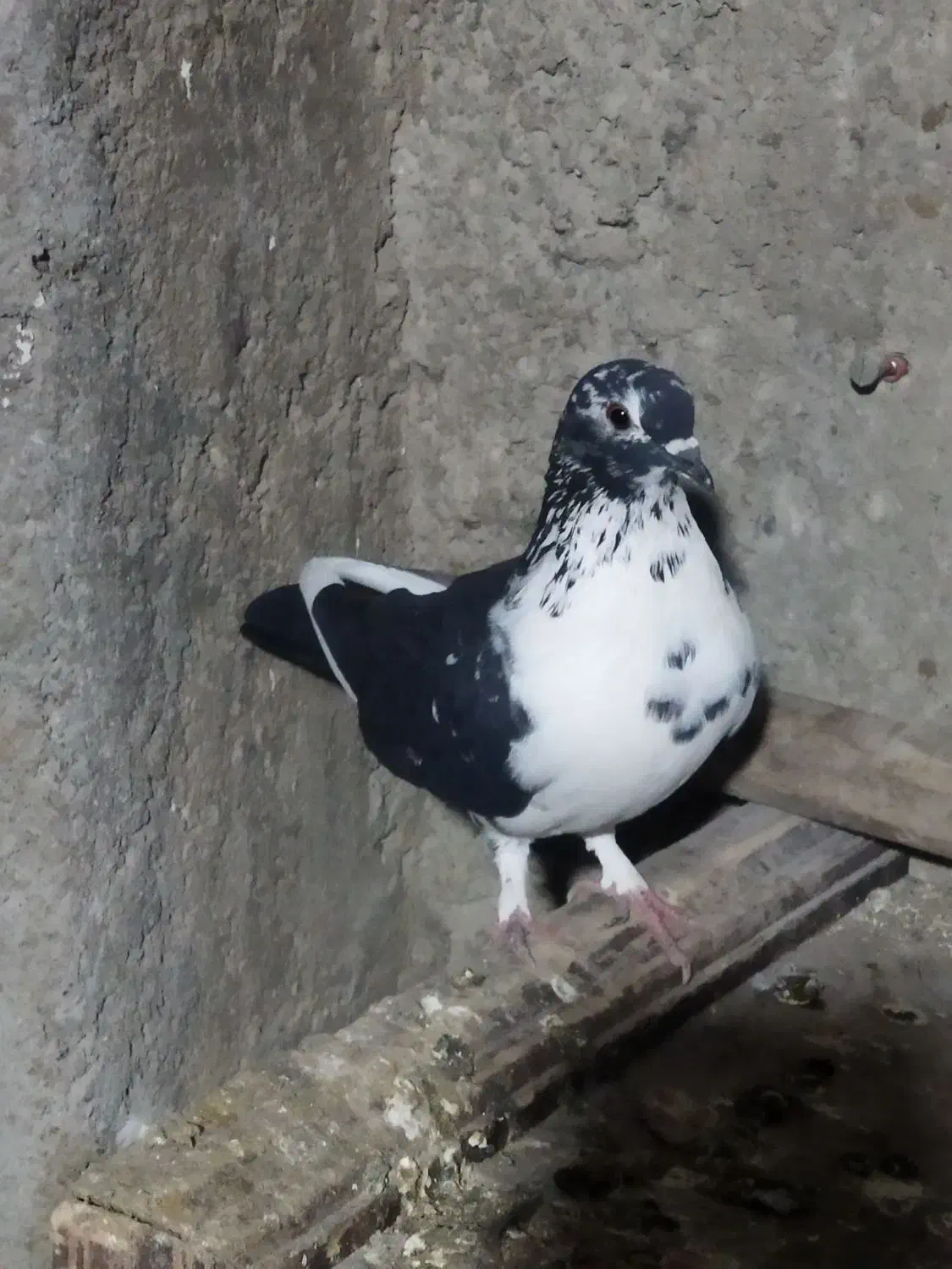 واگذاری کبوتر گرفتنی|پرنده|ارومیه, |دیوار