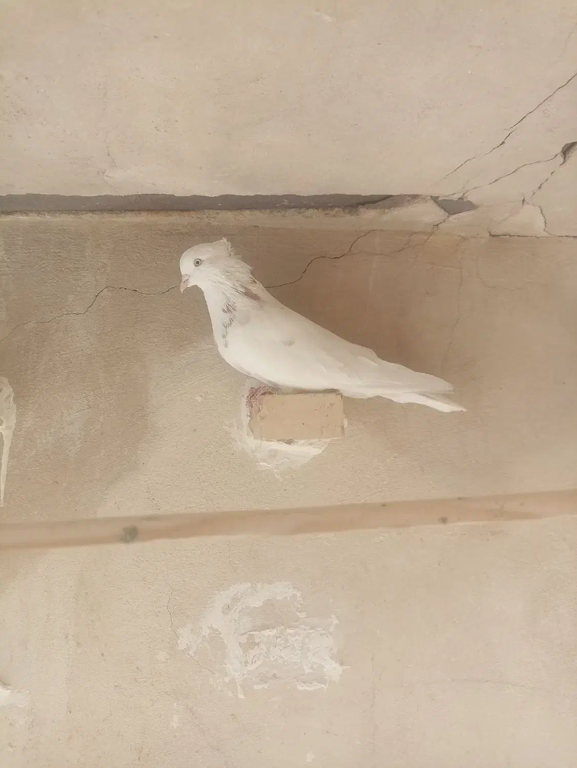 حرف ندارن|پرنده|دهلران, |دیوار