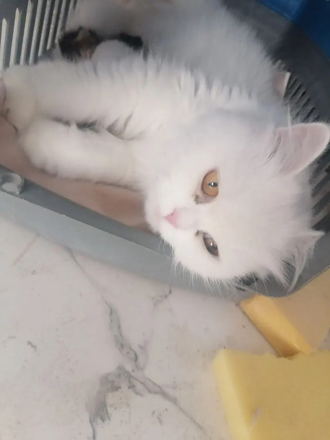 واگذاری گربه رایگان|گربه|بوکان, |دیوار