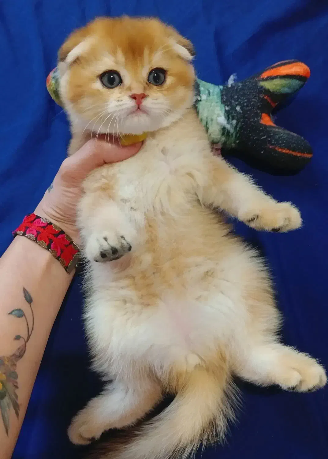 حر آ ج بی تکرار فقط در کلبه گربه های Hypercat|گربه|تهران, فرحزاد|دیوار