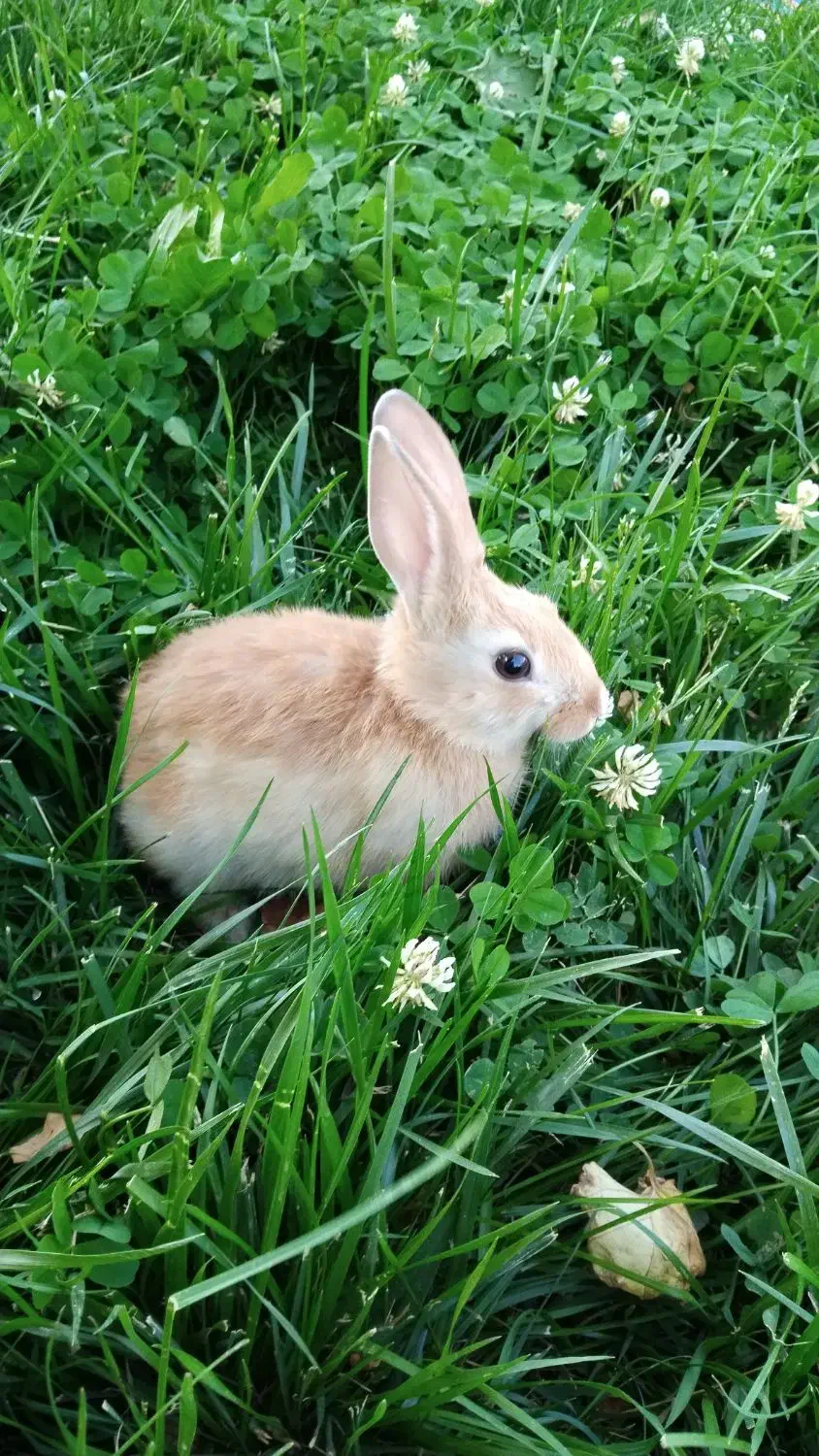 خرگوش|موش و خرگوش|هشتگرد, فاز ۷ مهستان|دیوار