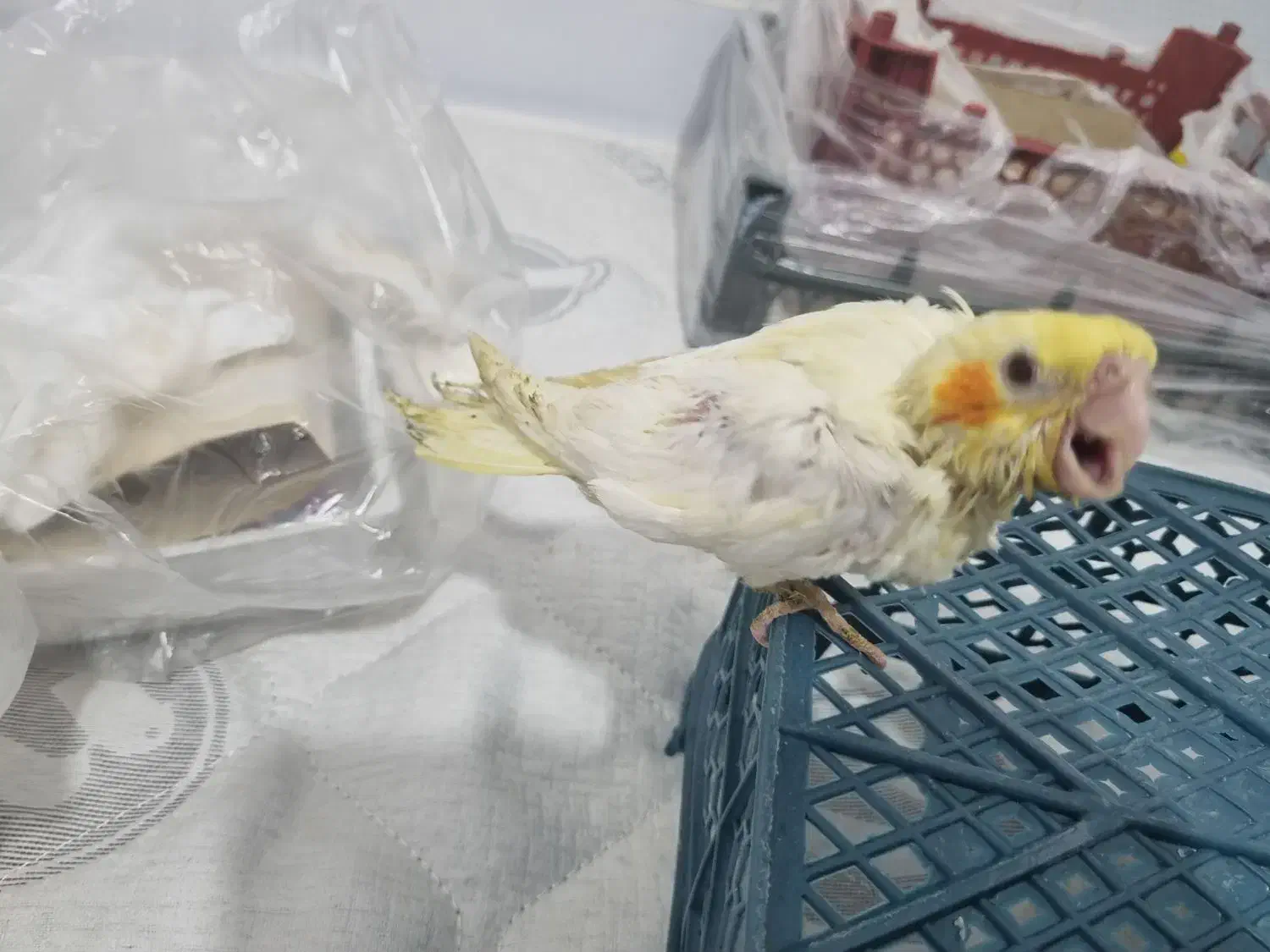 عروس هلندی سرلاکی لوتینو|پرنده|مشهد, عبادی|دیوار