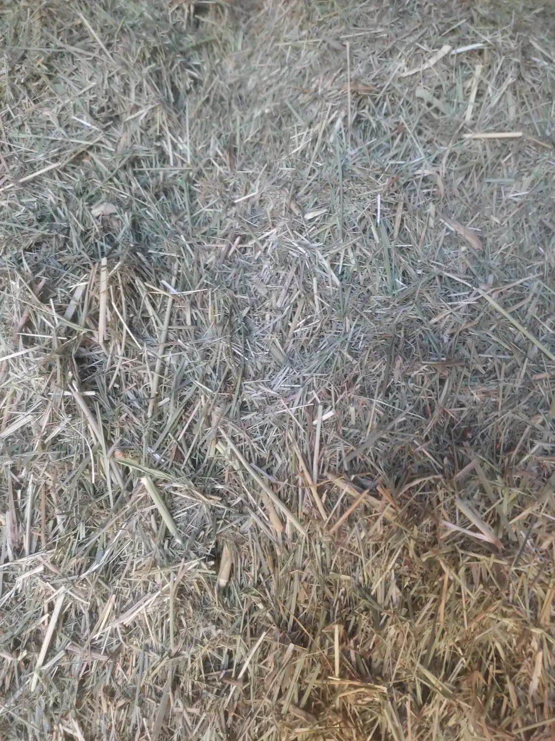 علف|خدمات باغبانی و درختکاری|بیجار, |دیوار