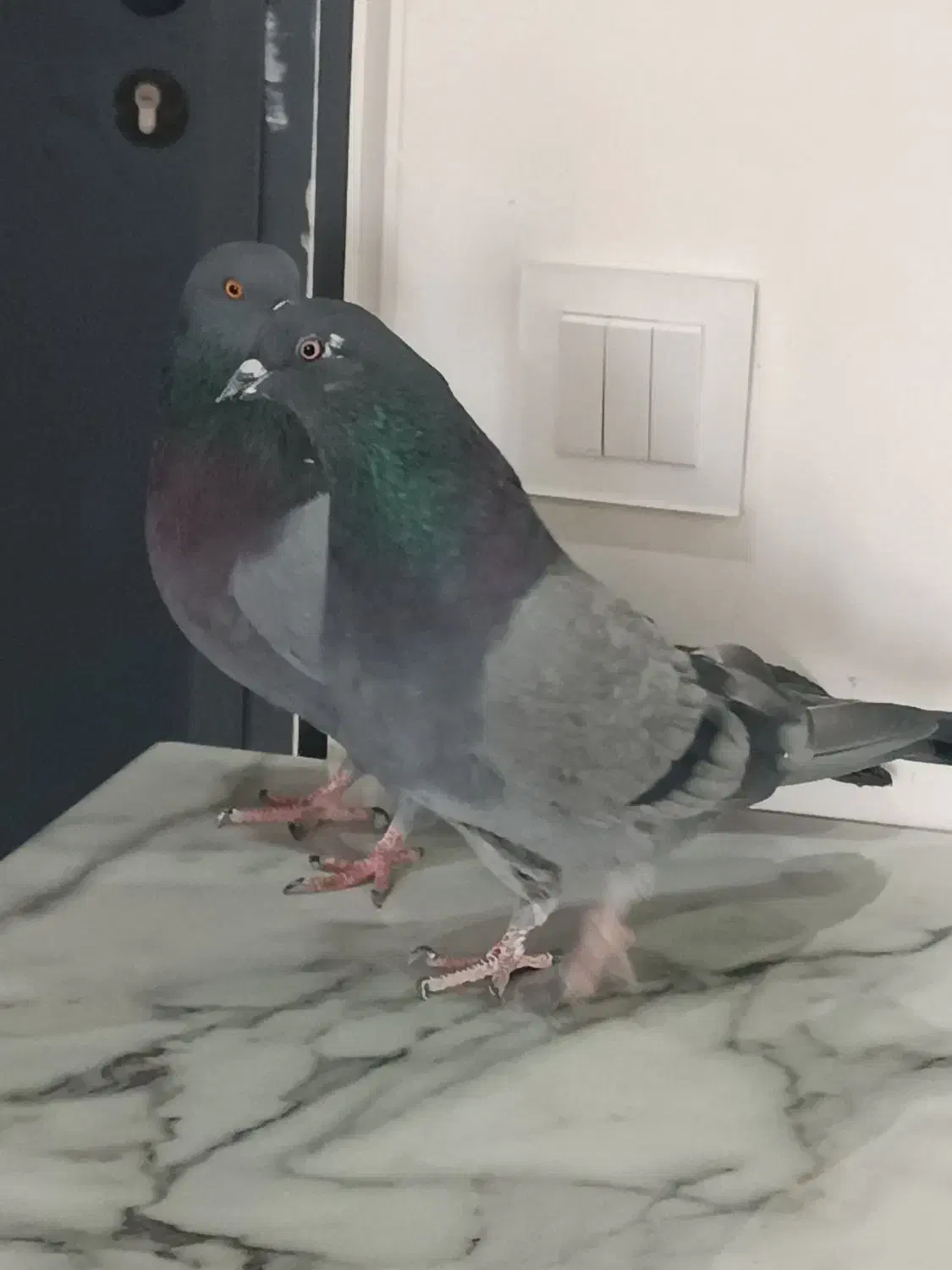 کبوتر  پرشی|پرنده|فردیس, شهرک ناز|دیوار