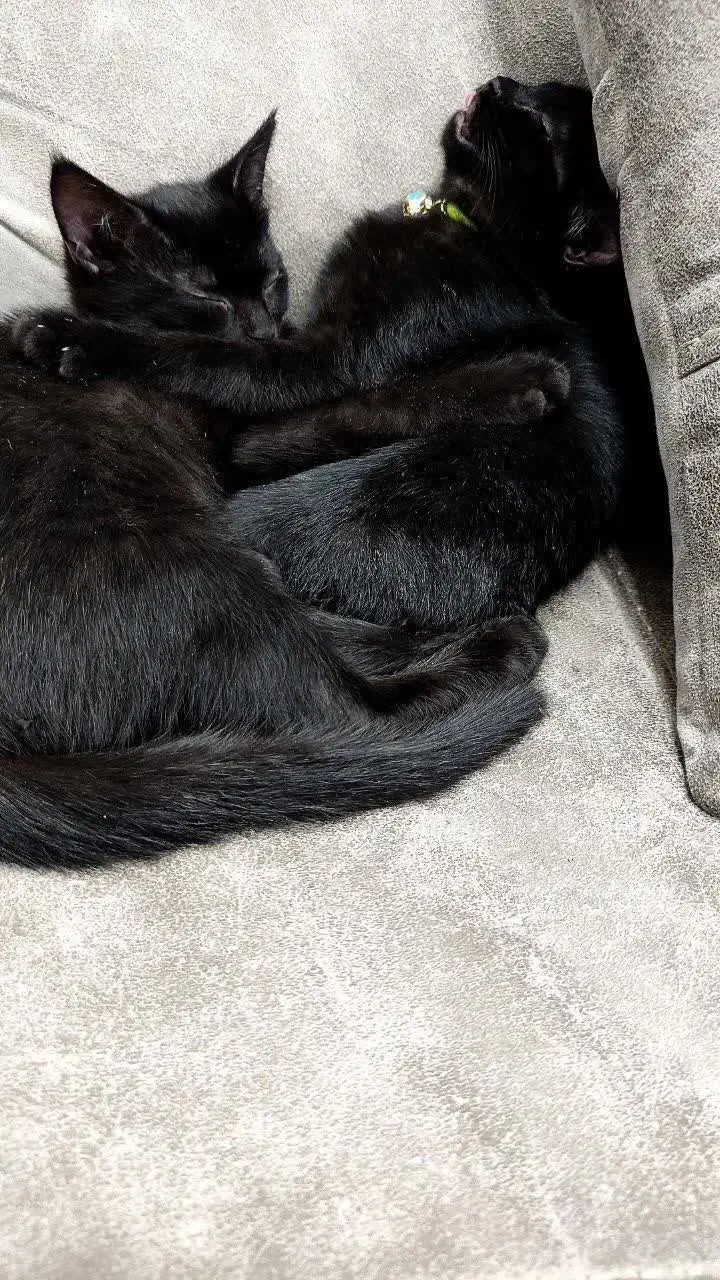 واگذاری بچه گربه.|گربه|سبزوار, امیر کبیر|دیوار