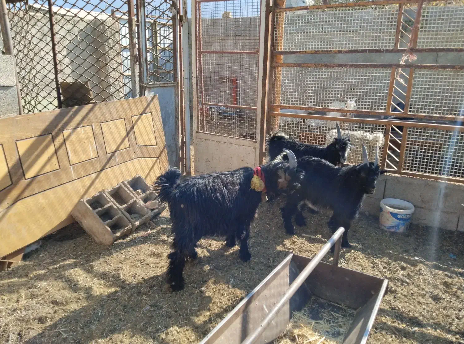 گوسفند میش. بزغاله دوبری .و ۱۵راس بره|حیوانات مزرعه|اصفهان, کوی گلزار|دیوار