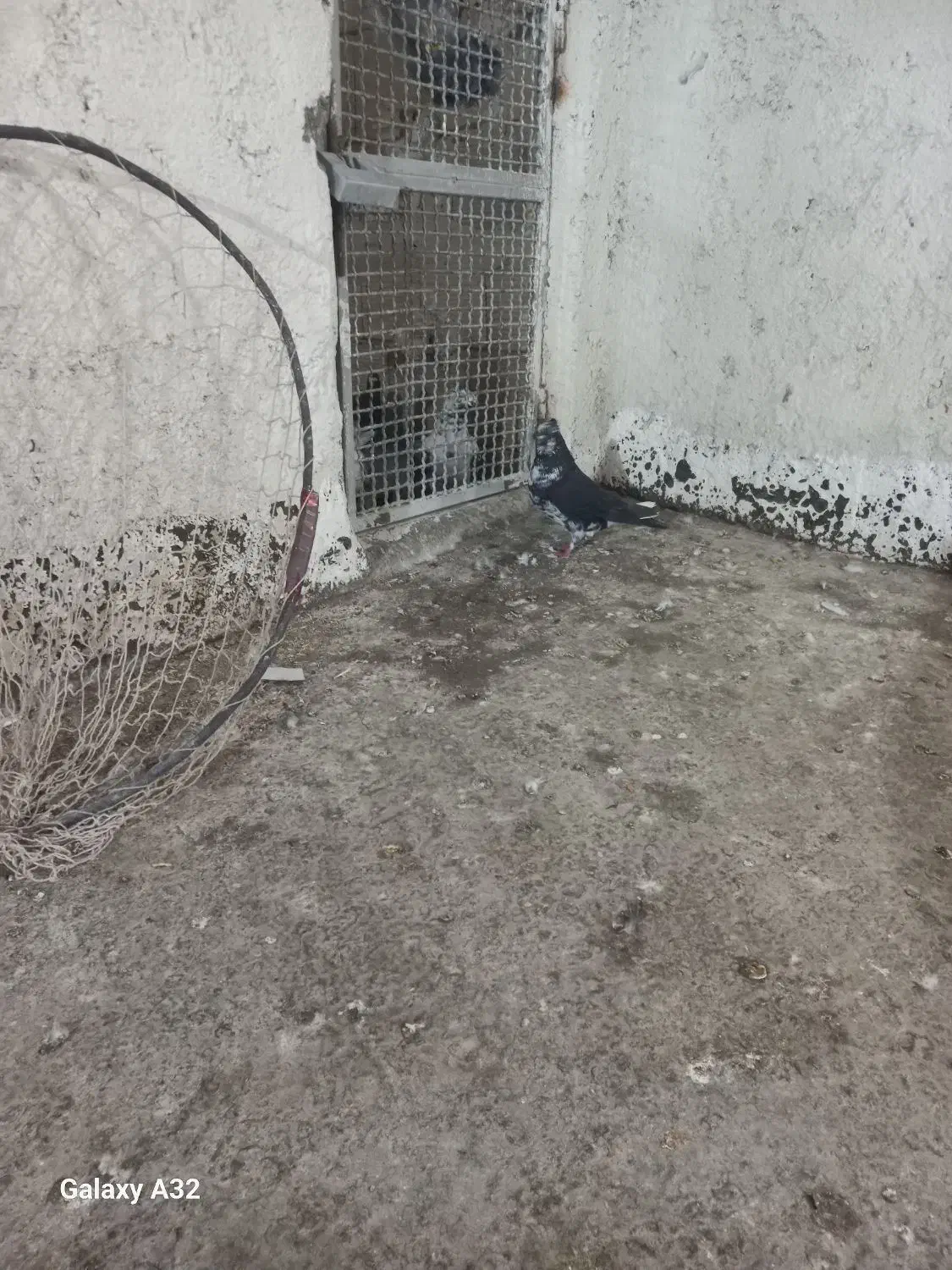 کبوترصید۱۸تا|پرنده|مشهد, نوده|دیوار