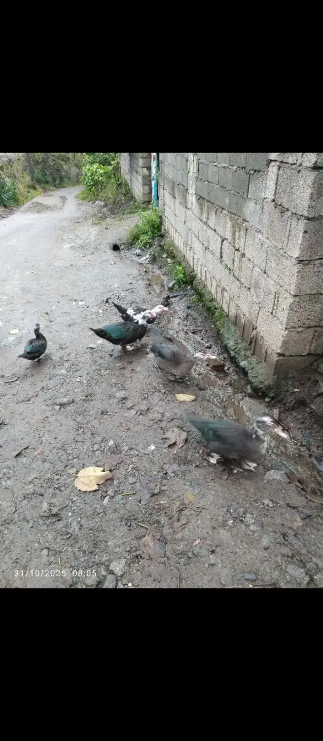 فروش اردک اسرائیلی نروماده|حیوانات مزرعه|املش, |دیوار