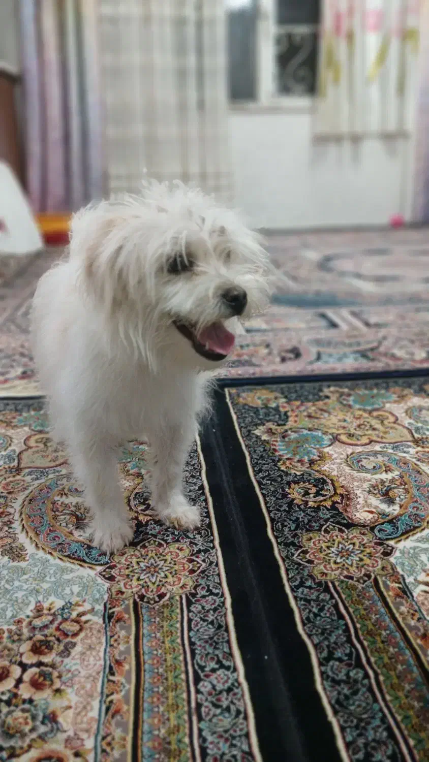 سگ پاکوتا شیتزو|سگ|تبریز, |دیوار