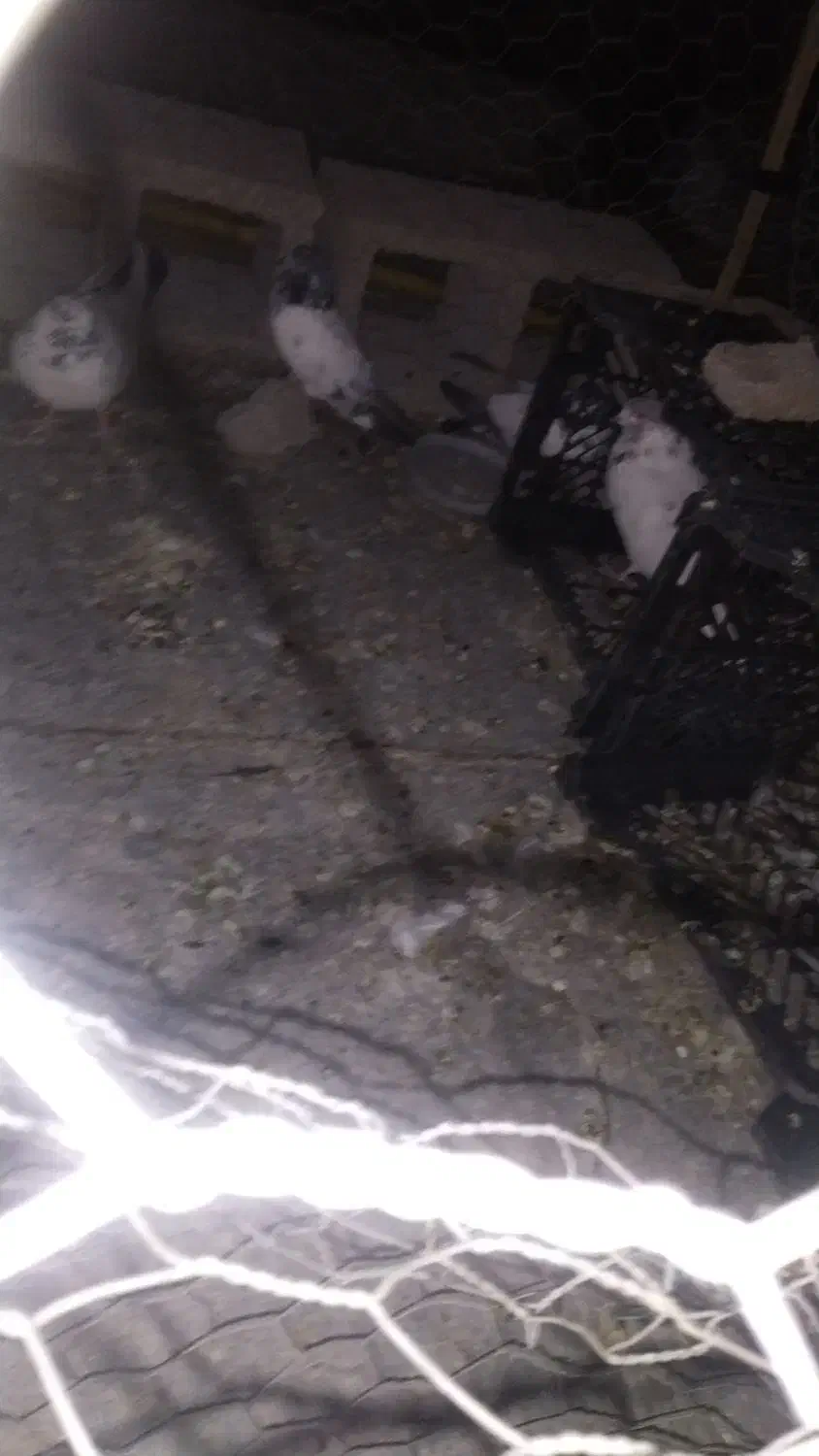 4عددرکفتر پرشی|پرنده|عنبرآباد, |دیوار