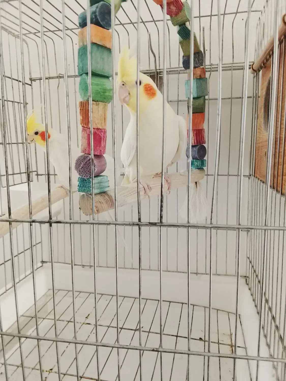 جفت عروس هلندی بالغ|پرنده|گلپایگان, |دیوار