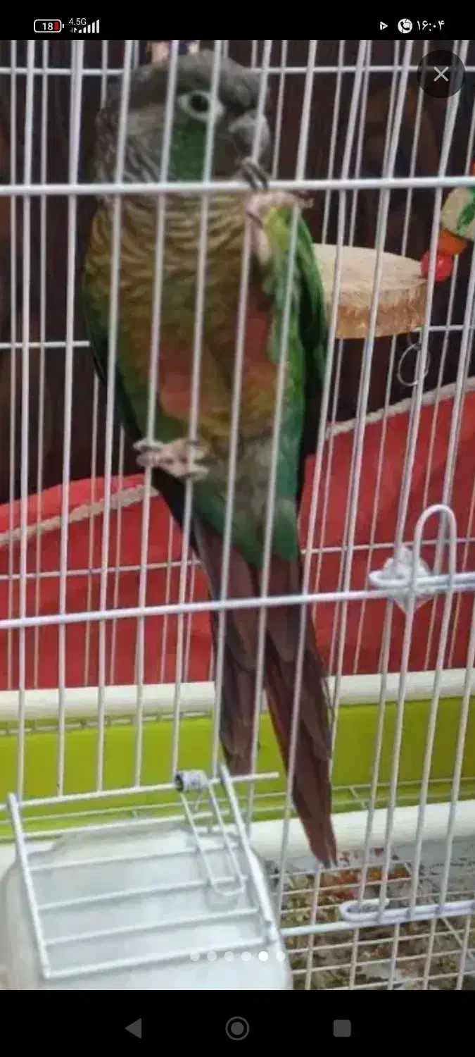 طوطی گرینچیک|حیوانات|سقز, |دیوار