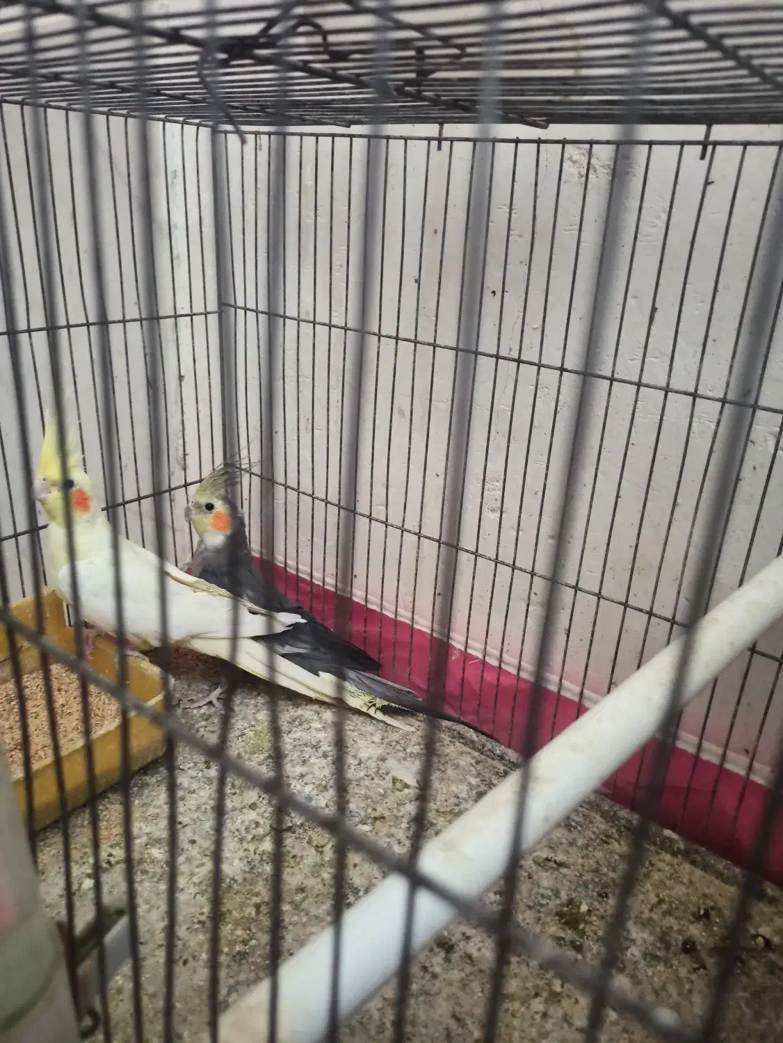 فروش جفت مولد عروس هلندی و برزیلی|پرنده|جهرم, |دیوار