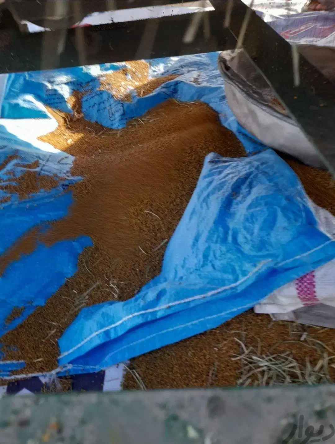 بذریونجه بغدادی دستگیر|خدمات باغبانی و درختکاری|اهواز, زرگان|دیوار