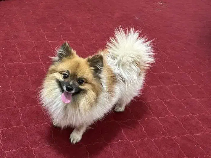 سگ ۳ساله|سگ|اهواز, سپیدار|دیوار