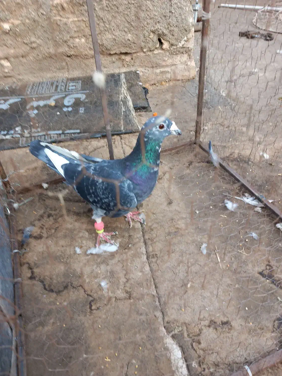 کفتر قره|پرنده|جلگه رخ, |دیوار