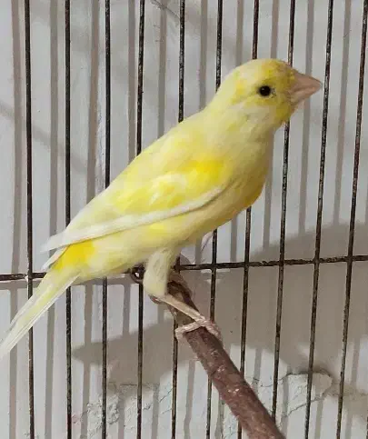 ماده لیمویی و سرامیکی سرخ نر‌ مست|پرنده|شیراز, جانبازان|دیوار