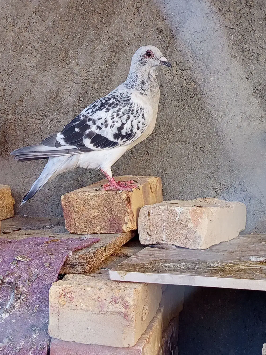 کبوتر|پرنده|سراوان, |دیوار