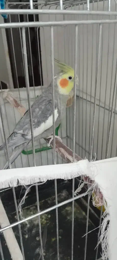 پرنده عروس هلندی|پرنده|بروجرد, |دیوار