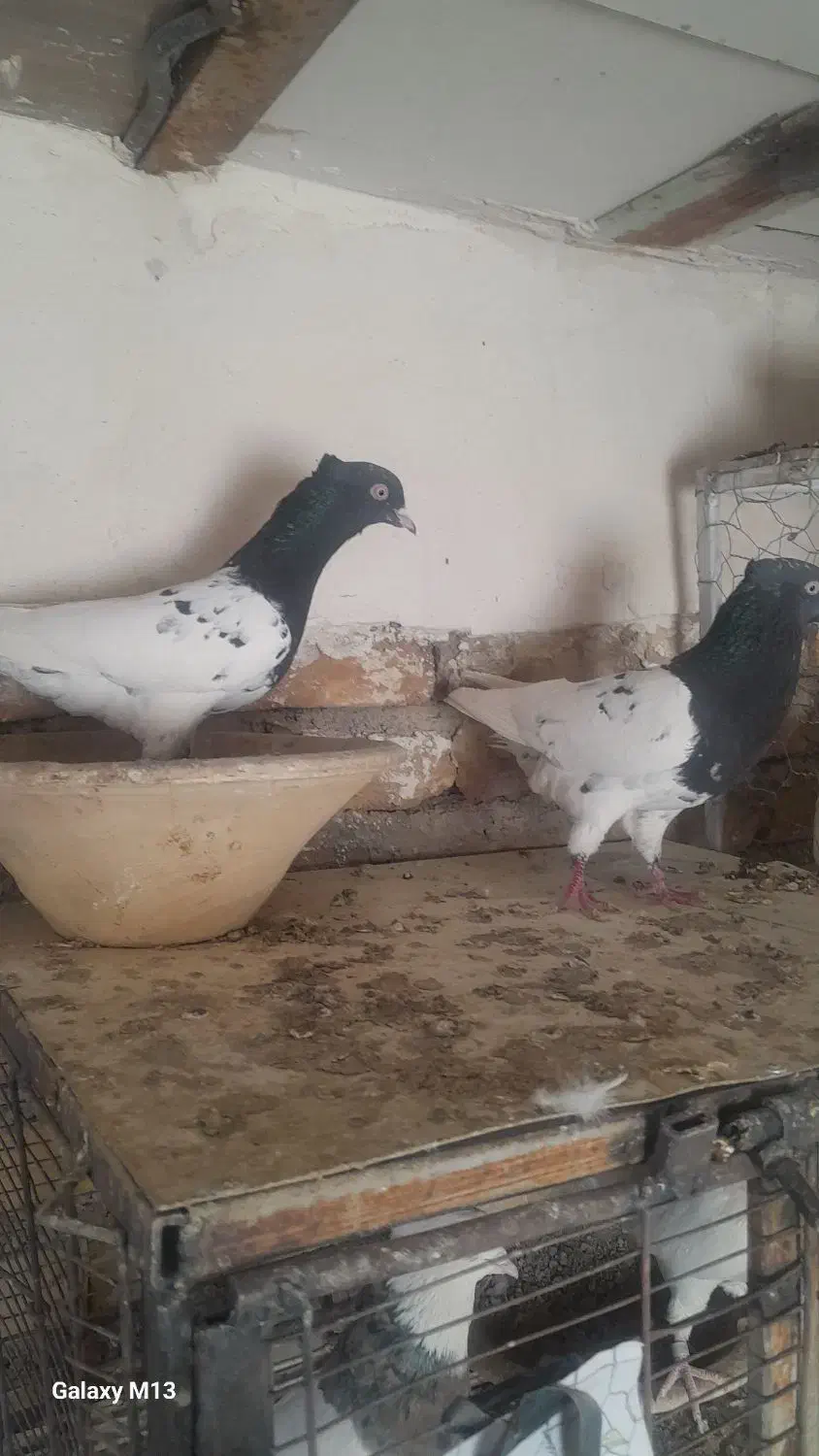 کبوتر کله سیاه|پرنده|بستان آباد, |دیوار