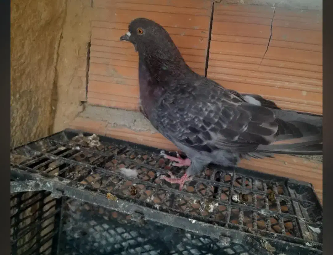 کبوتر پرشی معاوضه|پرنده|آق قلا, |دیوار