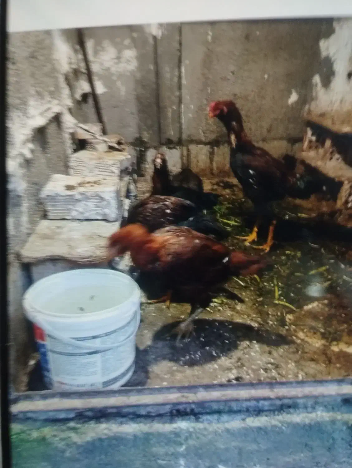 مرغ لاری ۵ تا است سرحال|حیوانات مزرعه|نسیم‌شهر, |دیوار