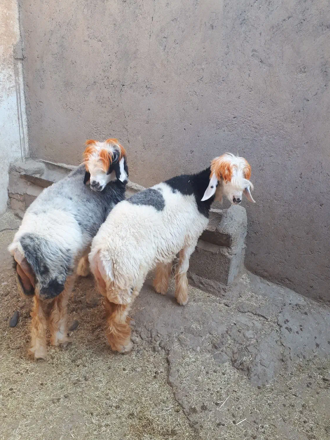 دو کوه ماده داشتی|حیوانات مزرعه|مسجد سلیمان, |دیوار