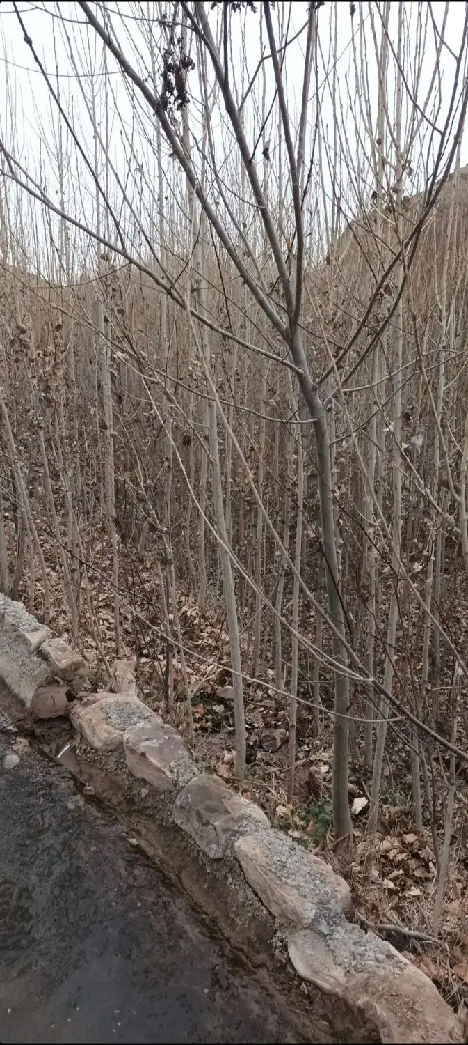 نهال صنوبر تبریزی قیمت مناسب کیفیت بالا|خدمات باغبانی و درختکاری|مشهد, بهمن|دیوار