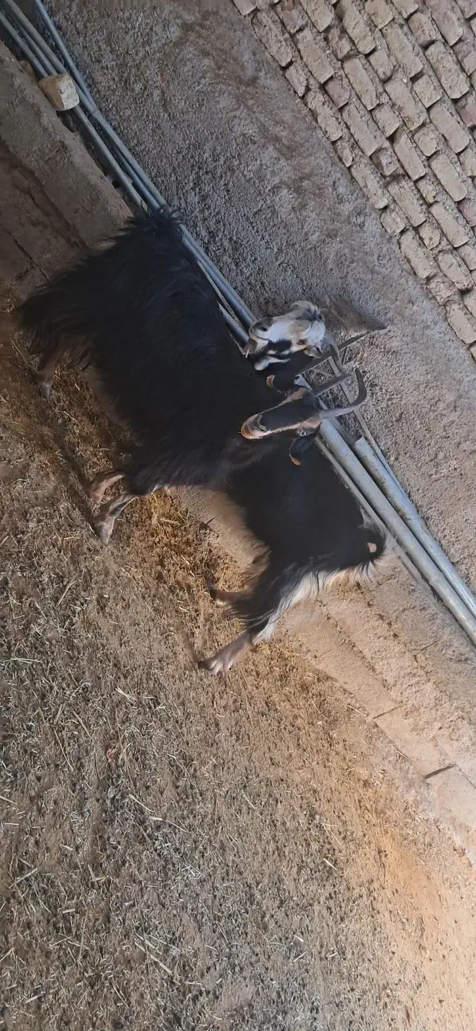 بز جوون|حیوانات مزرعه|مرودشت, نقش رستم|دیوار